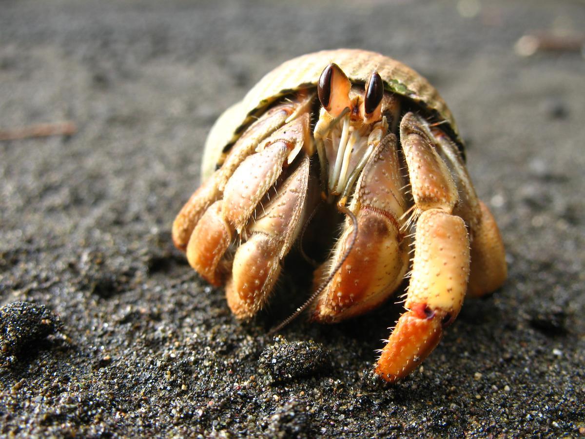 Mapara Crab Lodge Bahia Solano Kültér fotó