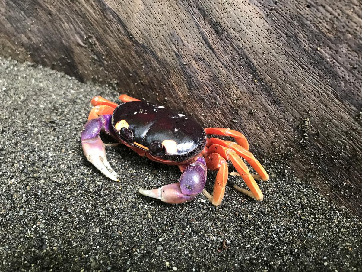 Mapara Crab Lodge Bahia Solano Kültér fotó
